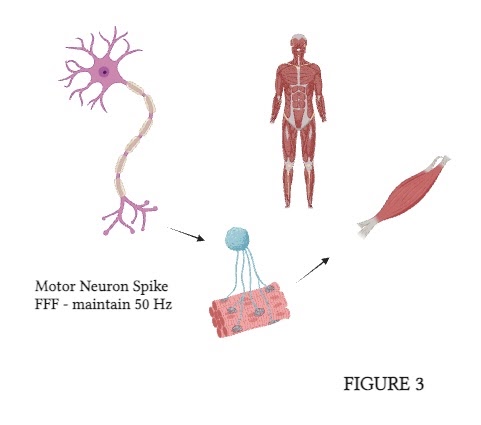 Neurospike FRO supporting figure